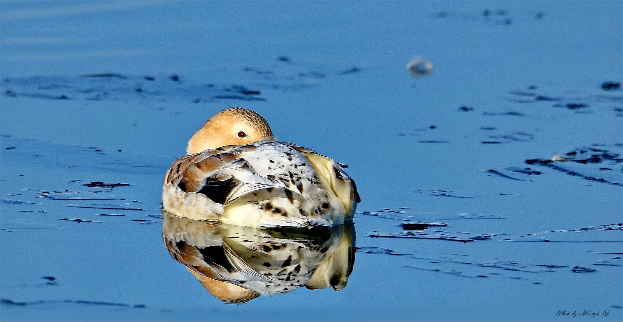 Stockente Hybrid