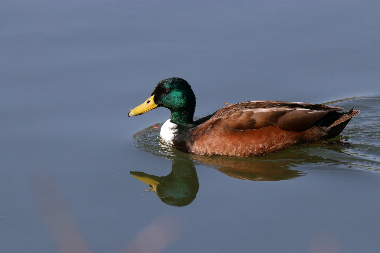 Stockente  ( Hybridente )