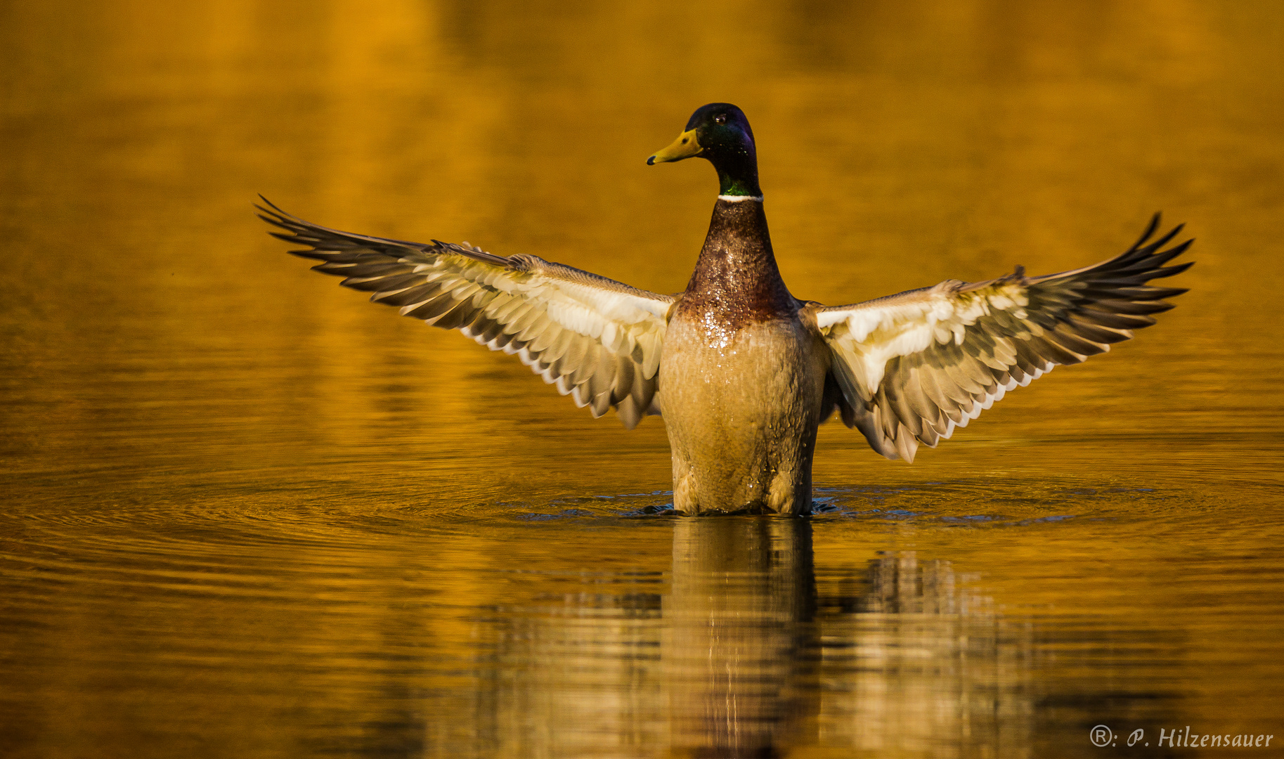 Stockente im Abendlicht