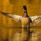 Stockente im Abendlicht