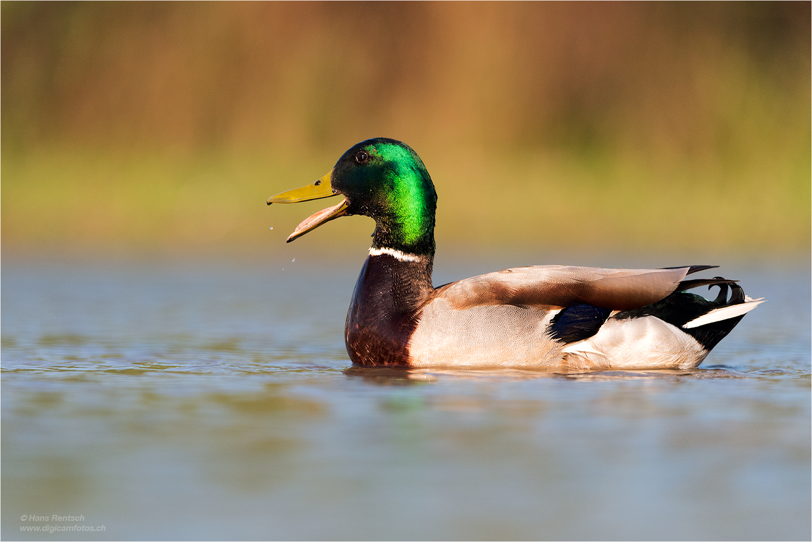 Stockente im Abendlicht