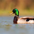 Stockente im Abendlicht