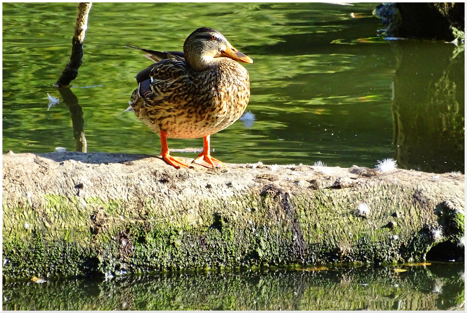 Stockente im Abendlicht