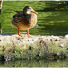 Stockente im Abendlicht