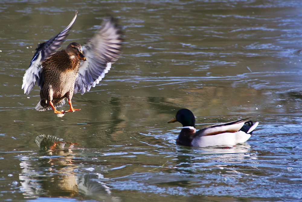 Stockente im Anflug