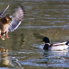 Stockente im Anflug