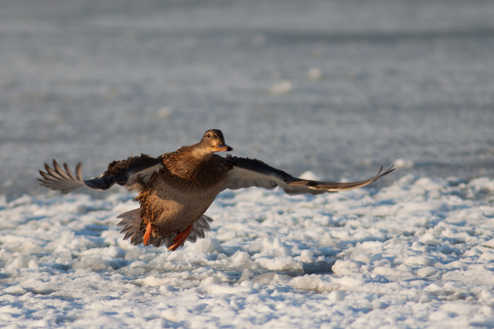 Stockente im Anflug