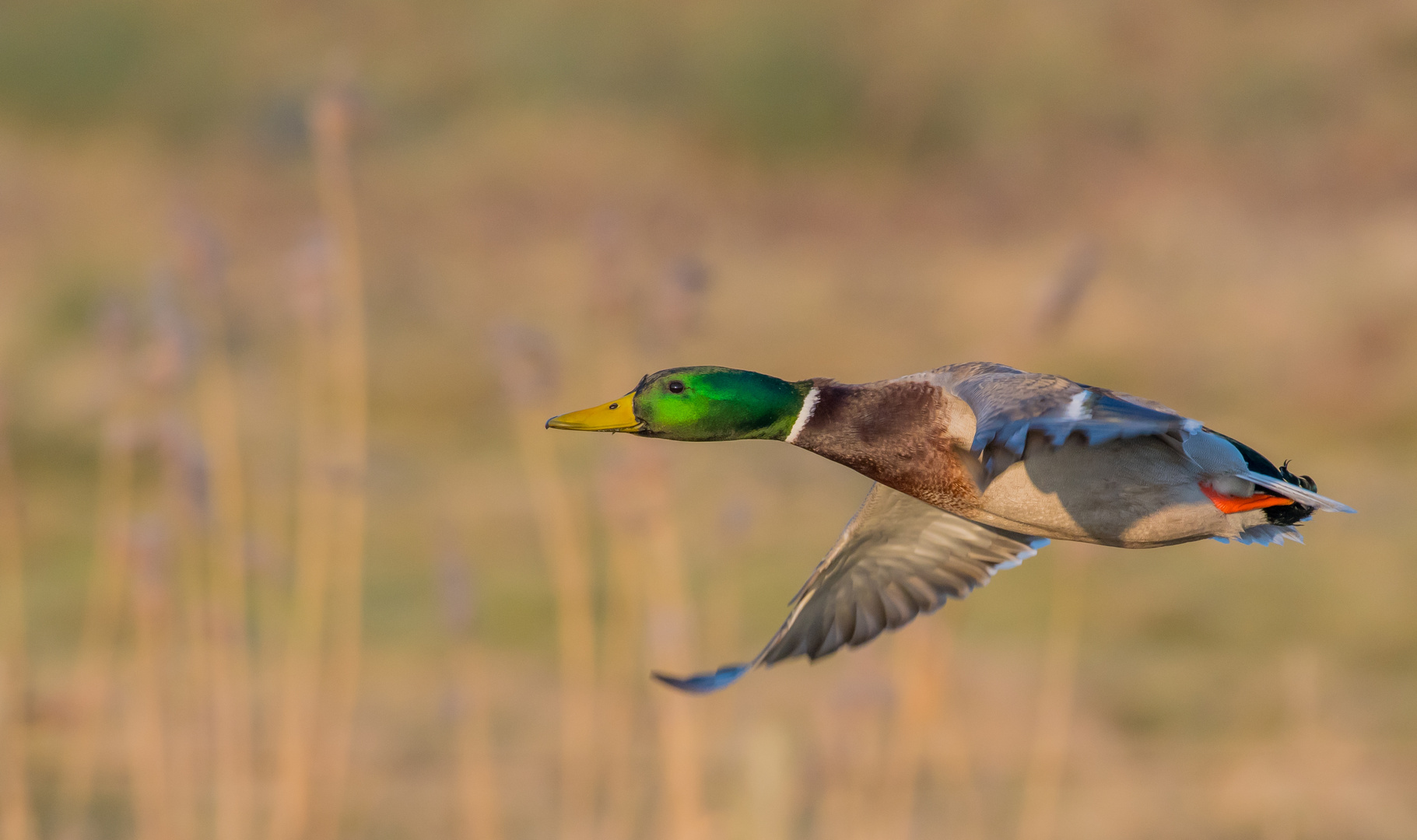 Stockente im Anflug