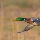 Stockente im Anflug