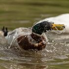 Stockente im Baderausch