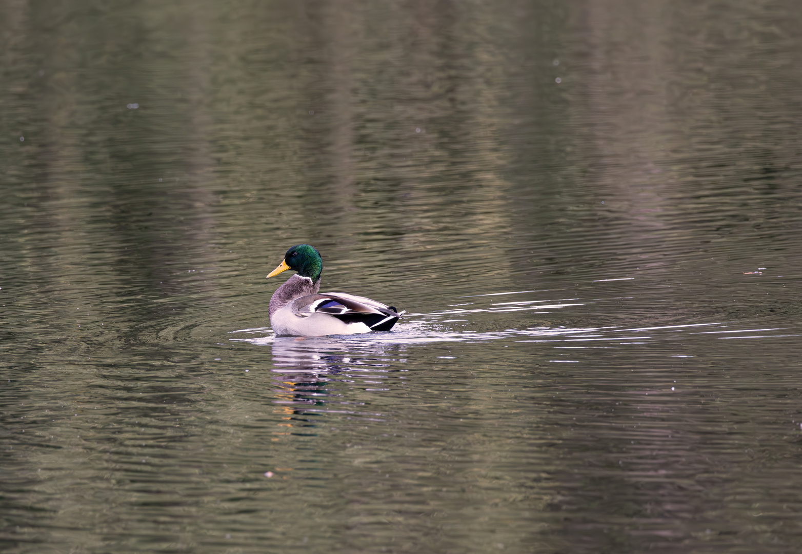 Stockente im Britzer Garten