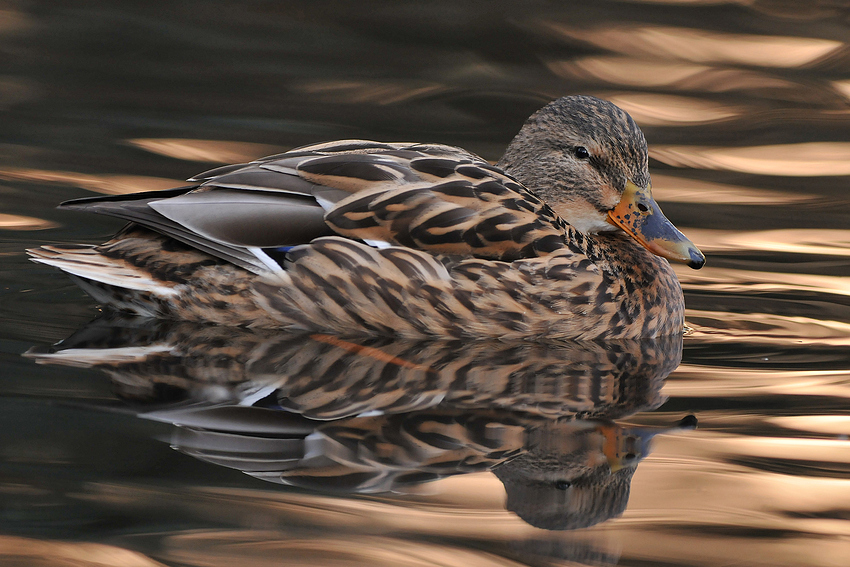 Stockente im Bronzebad