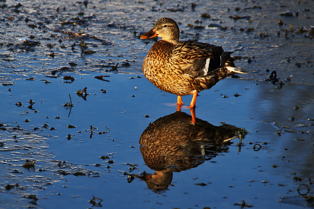 Stockente im Eiswasser