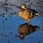 Stockente im Eiswasser