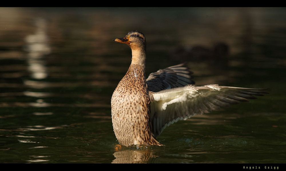 Stockente im ersten Herbstlicht