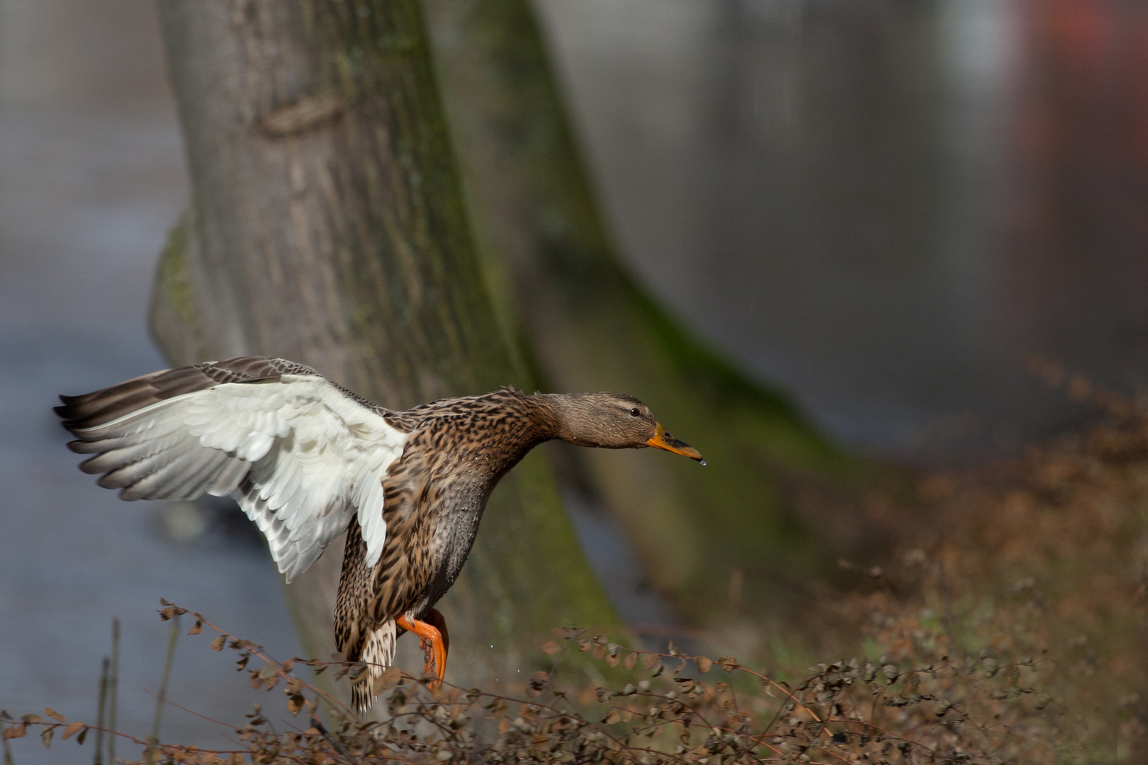 Stockente im Flug