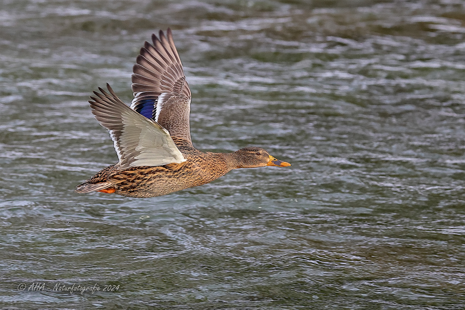 Stockente im Flug