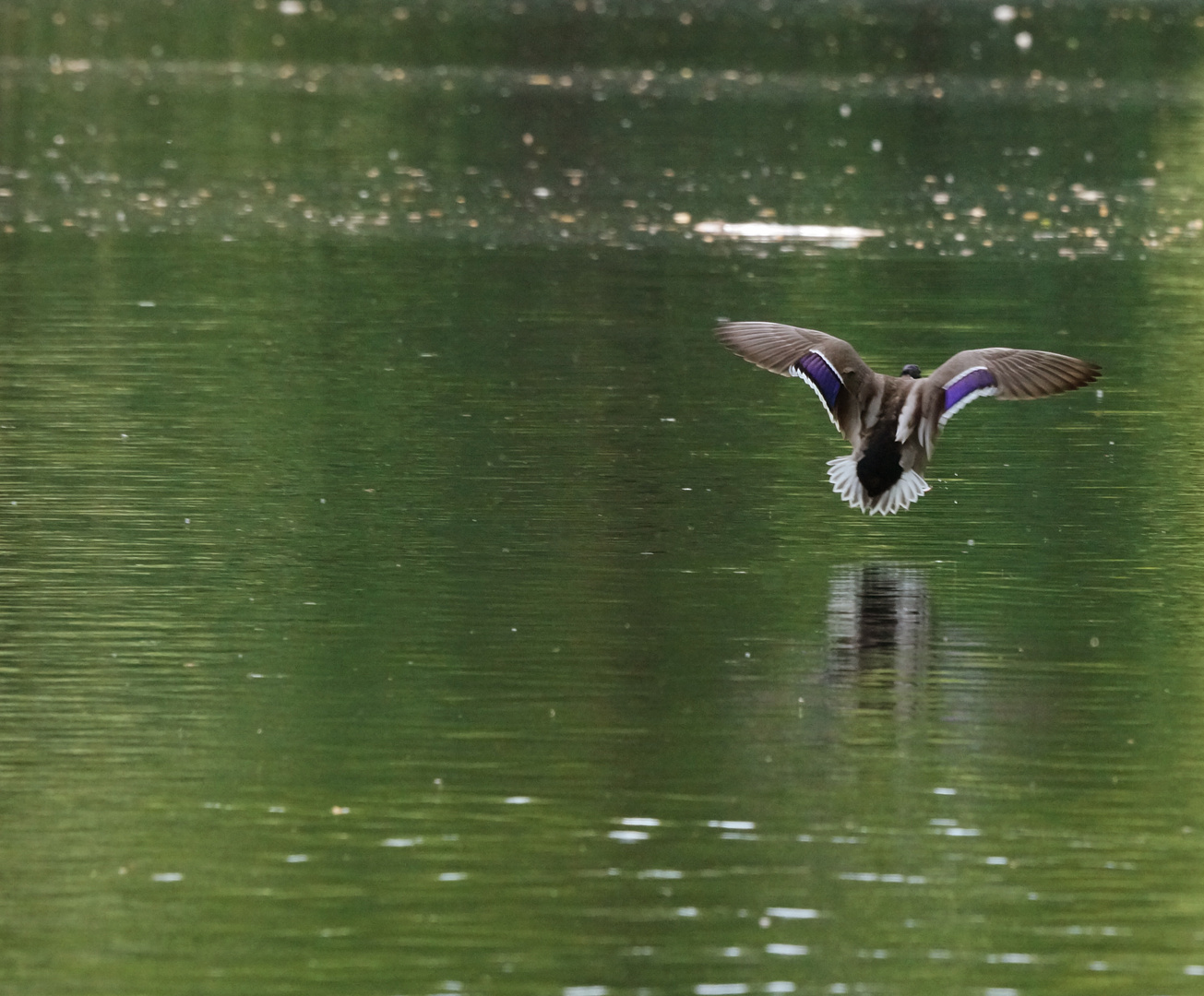 Stockente im Flug