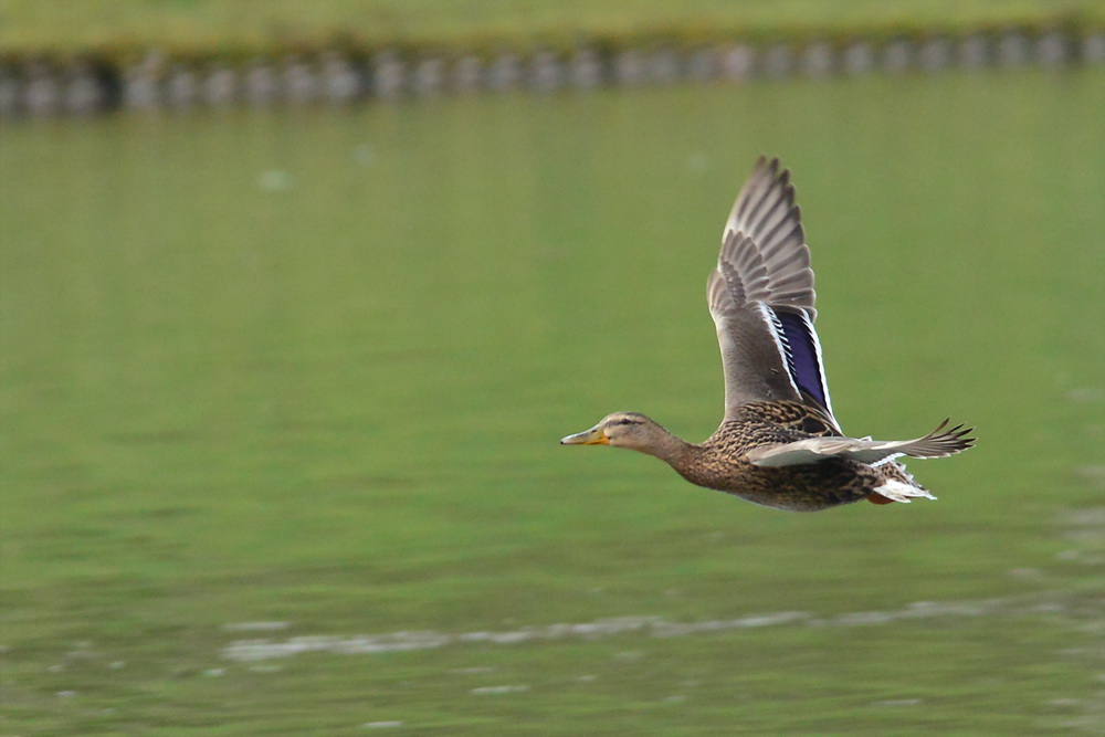 Stockente im Flug