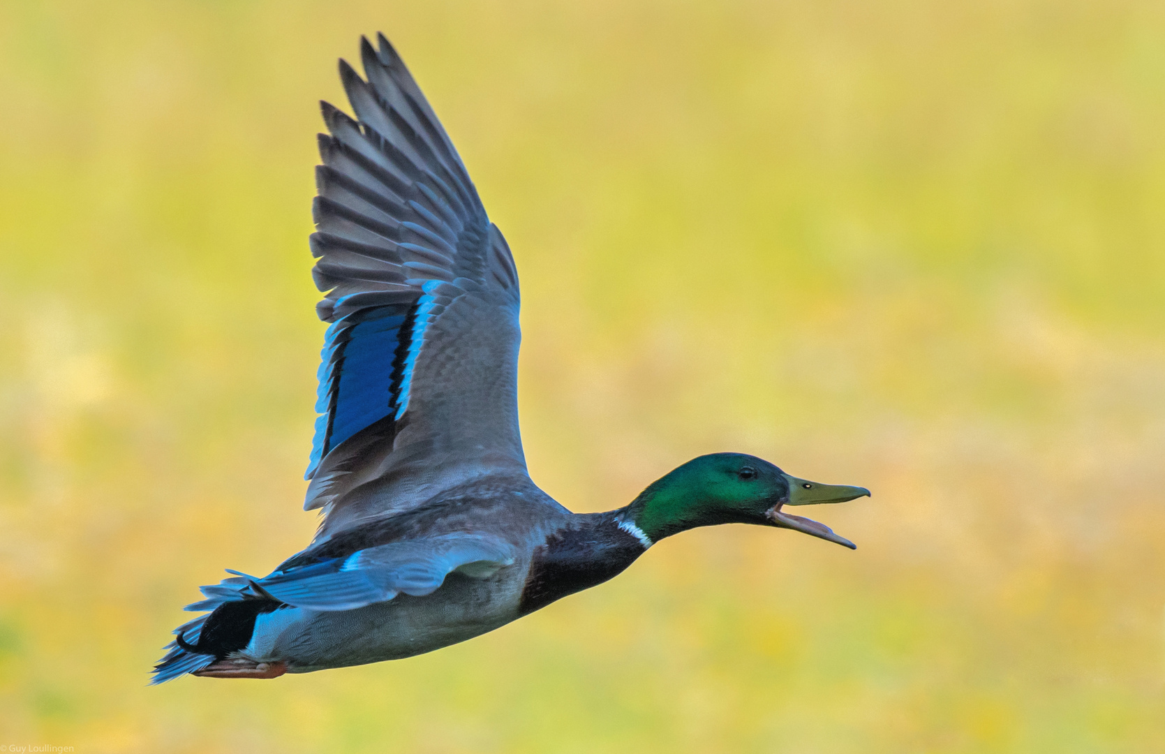 Stockente im Flug