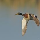 Stockente im Flug