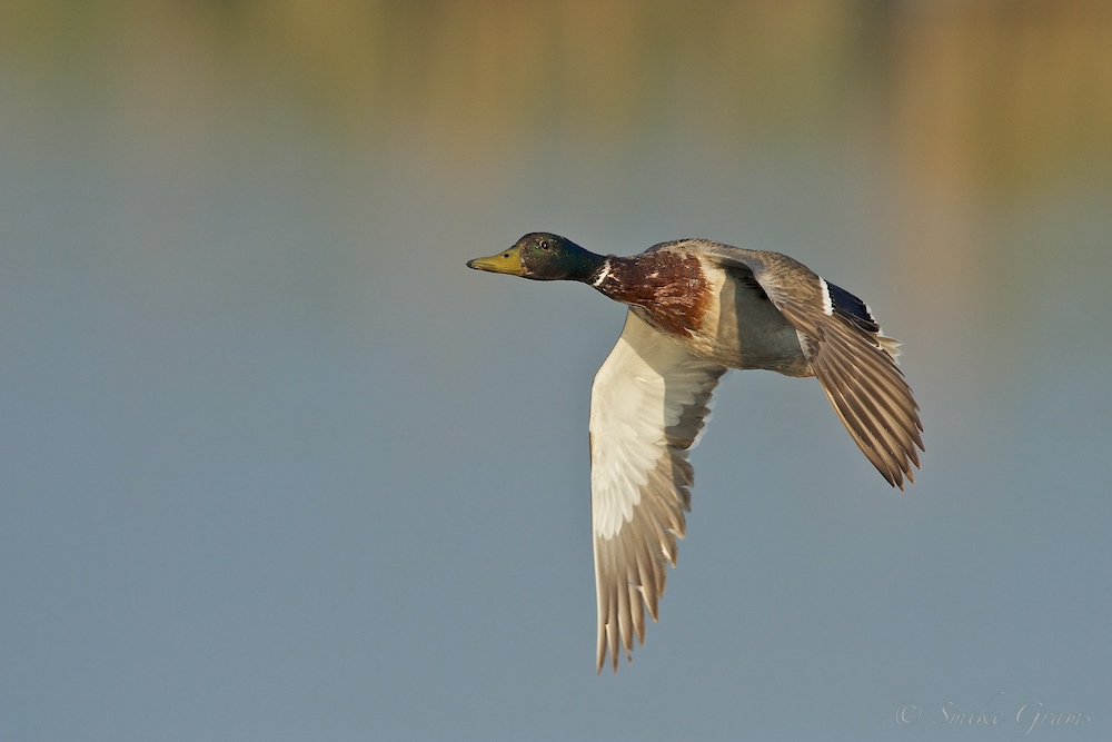 Stockente im Flug