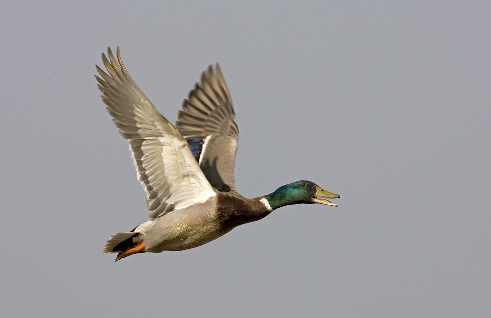 Stockente im Flug