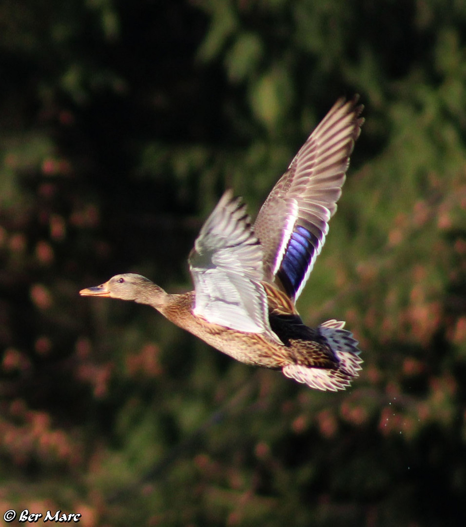 Stockente im Flug