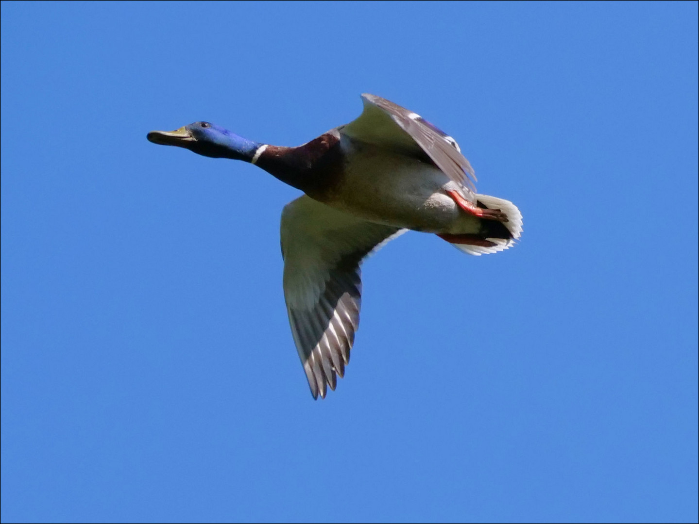 Stockente im Flug