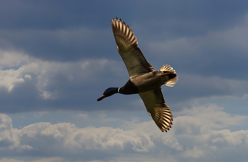 Stockente im Flug