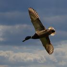 Stockente im Flug