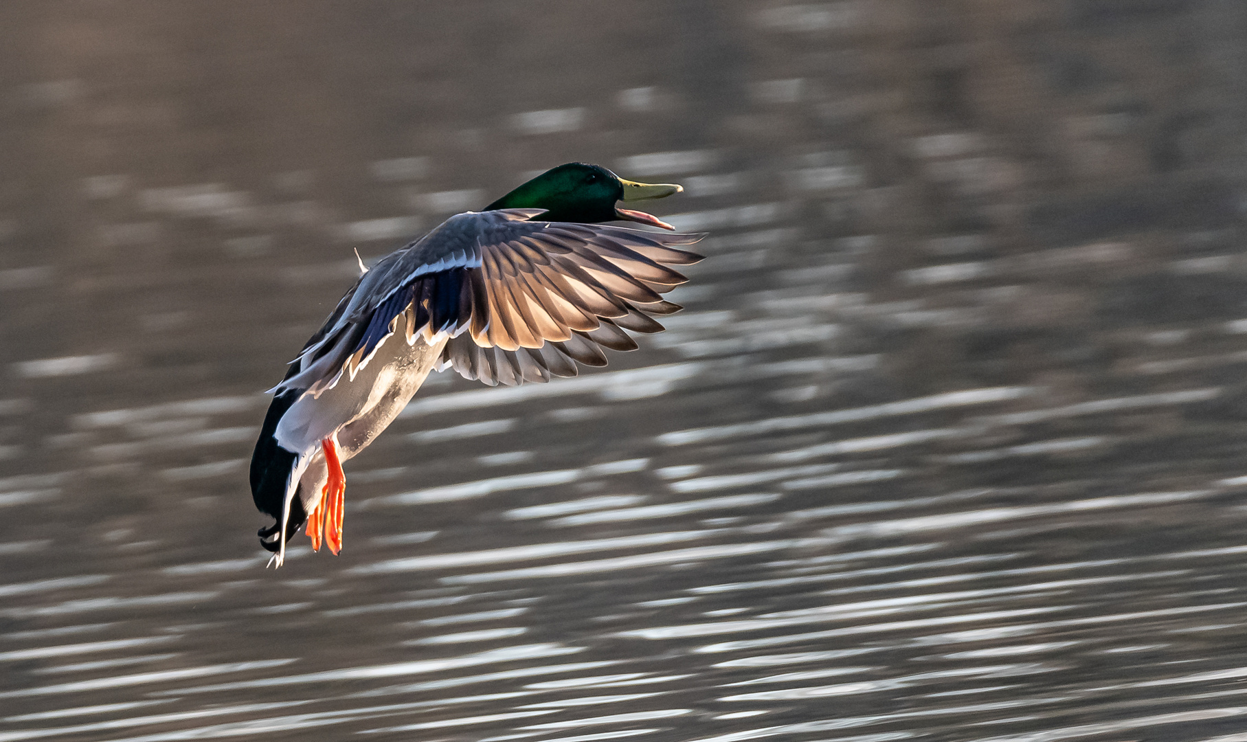 Stockente im Flug ...