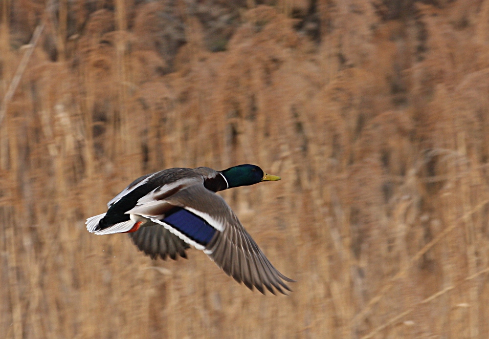 Stockente im Flug