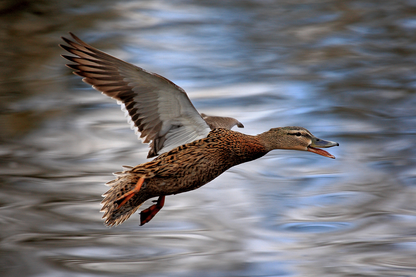 Stockente im Flug