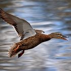 Stockente im Flug