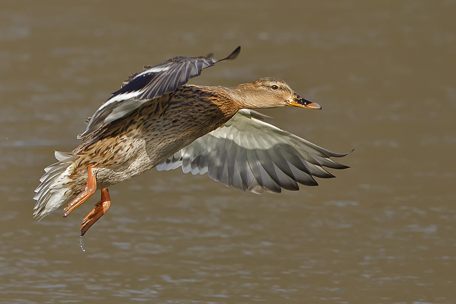 Stockente im Flug