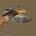 Stockente im Flug