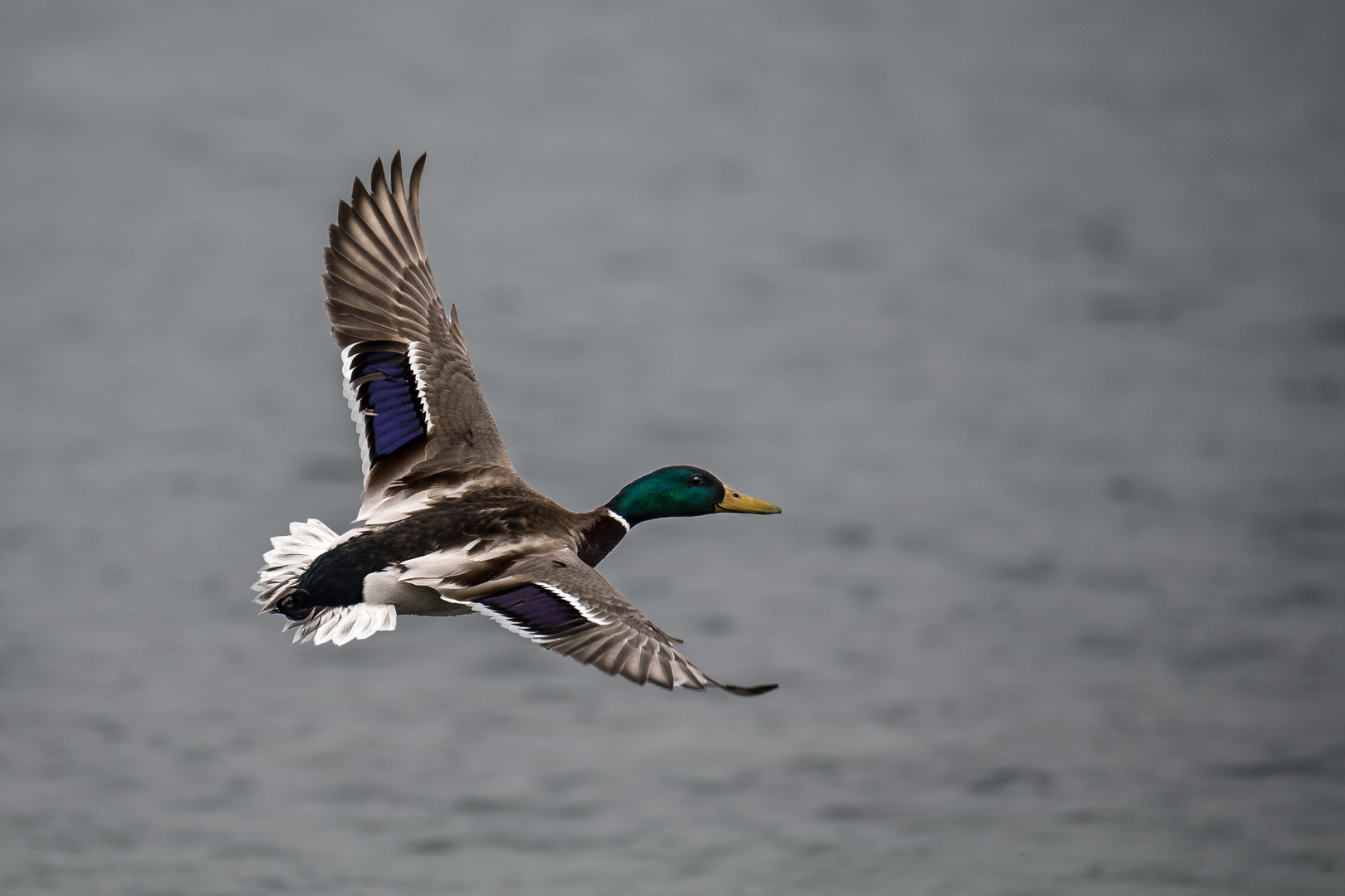 Stockente im Flug