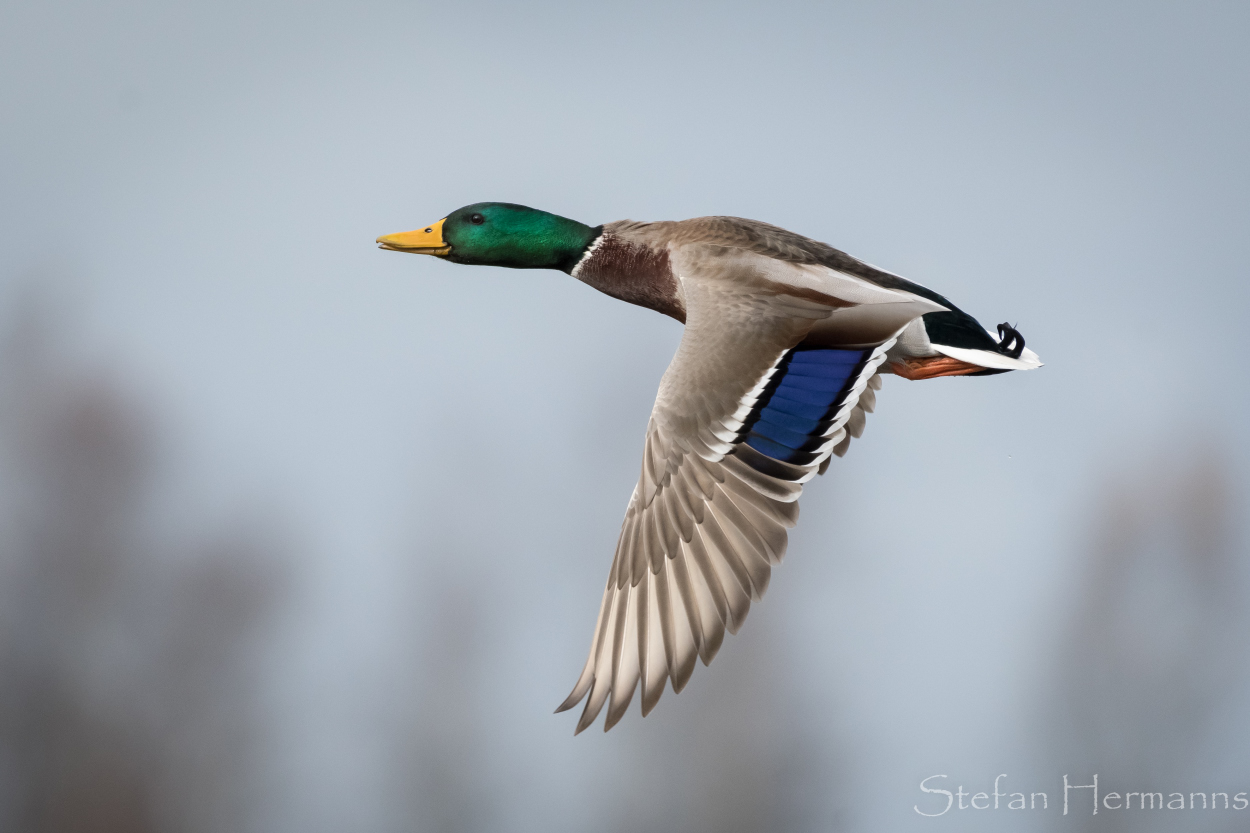 Stockente im Flug