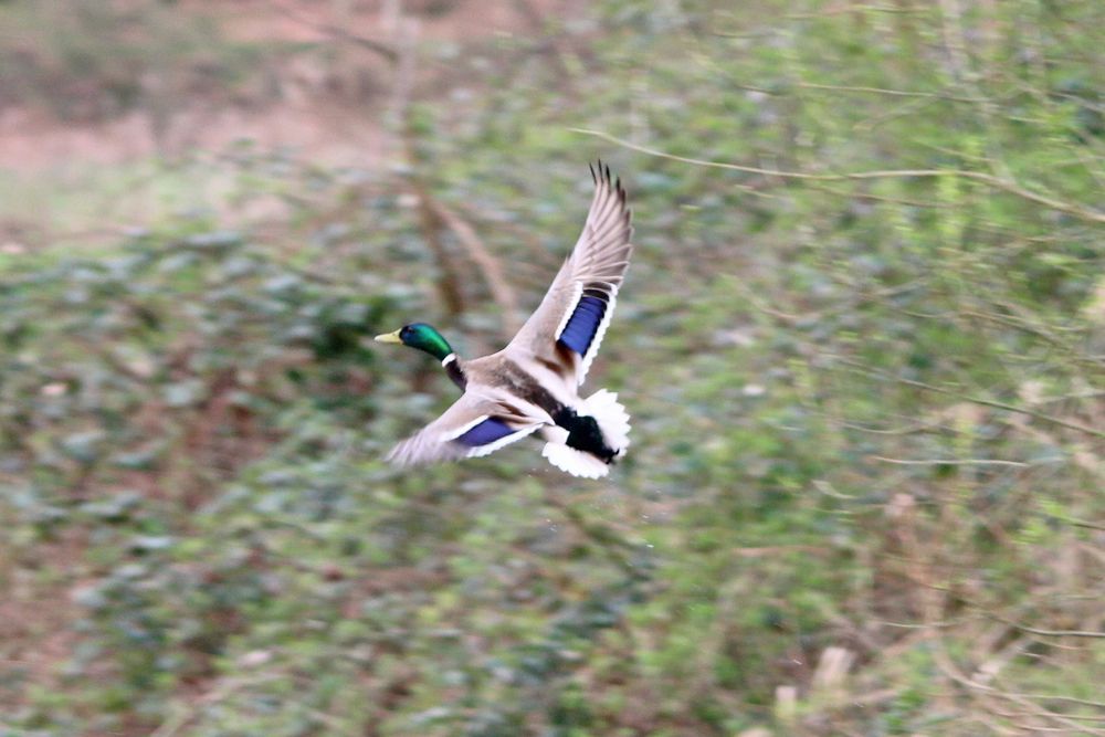 Stockente im Flug