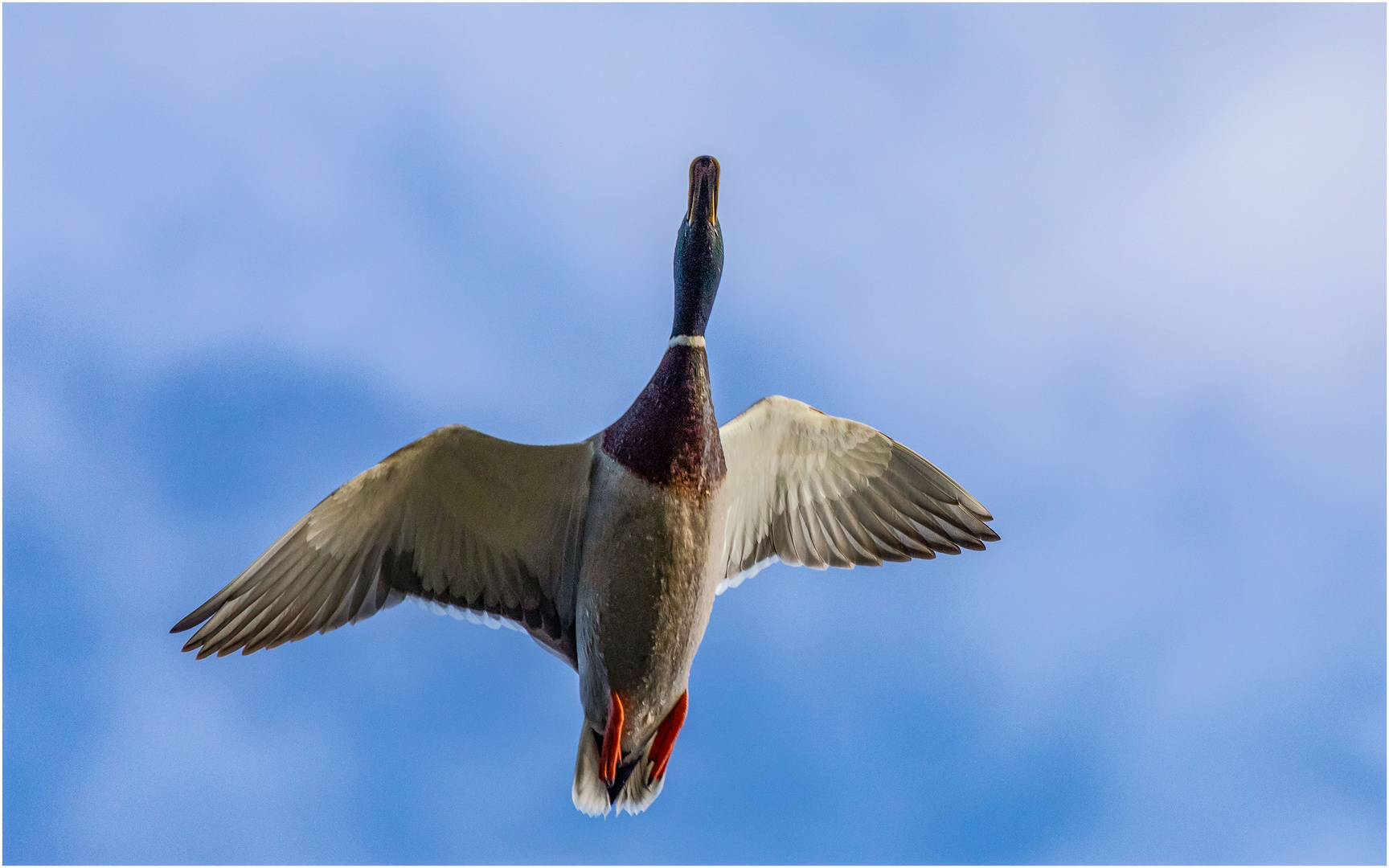 Stockente im Flug