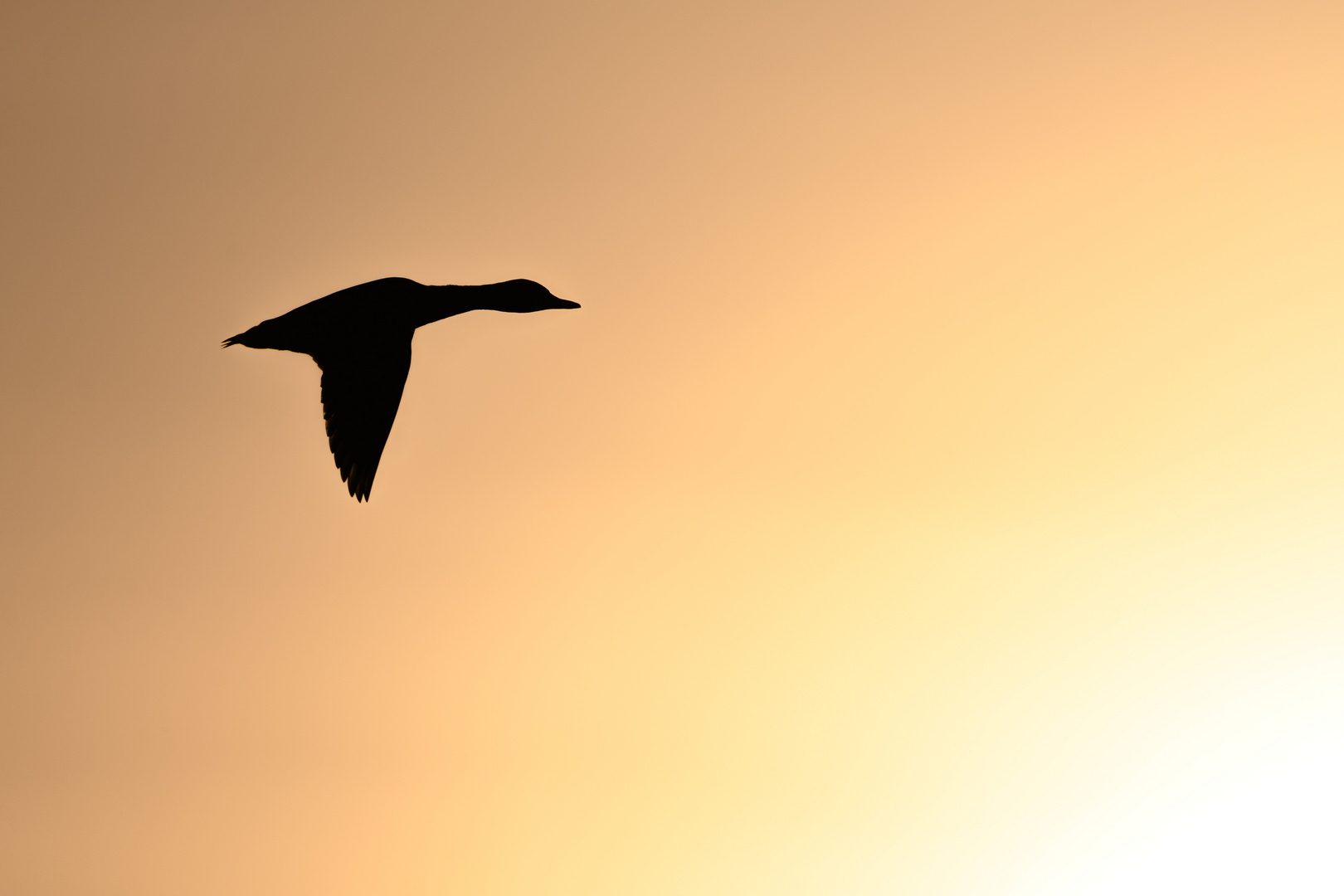 Stockente im Flug - Silhouette