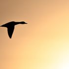 Stockente im Flug - Silhouette