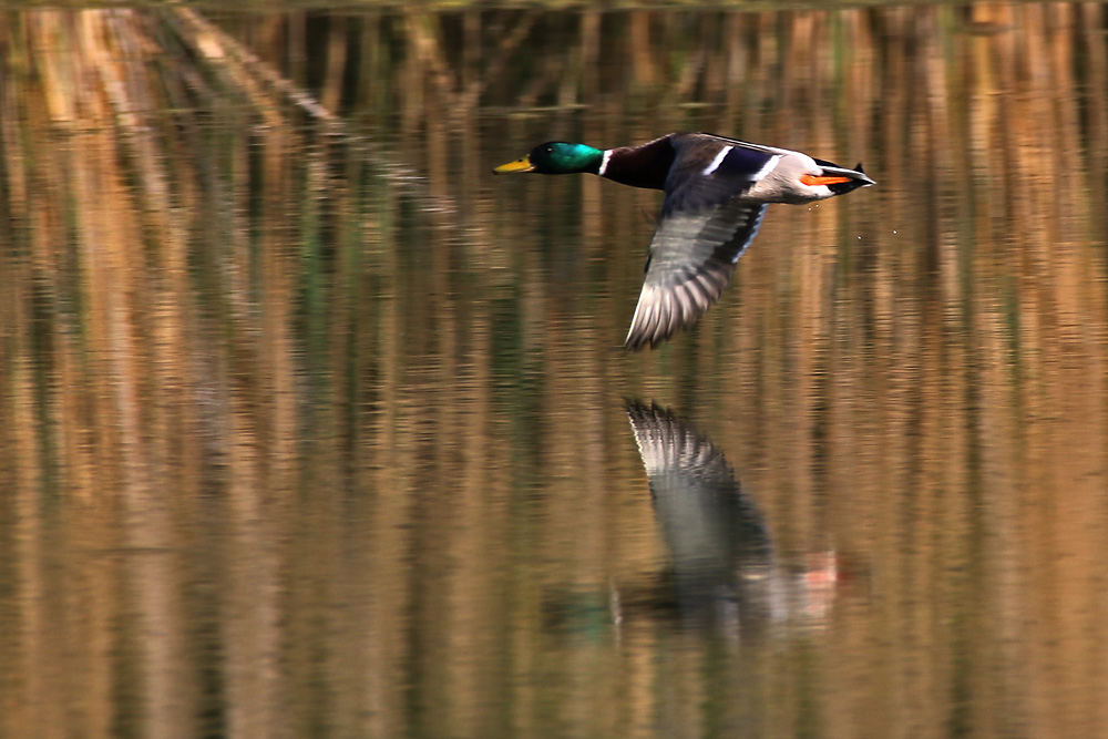 Stockente im Flug über ´s Wasser