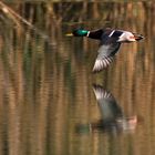 Stockente im Flug über ´s Wasser