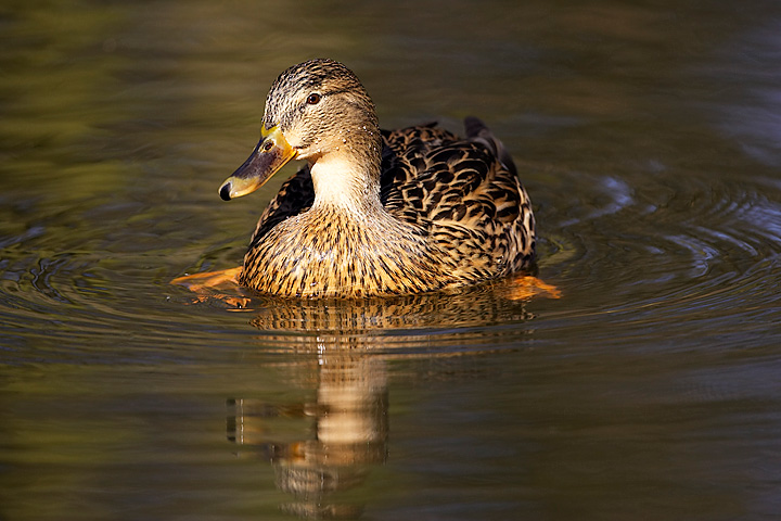 Stockente im Frühling