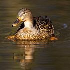 Stockente im Frühling