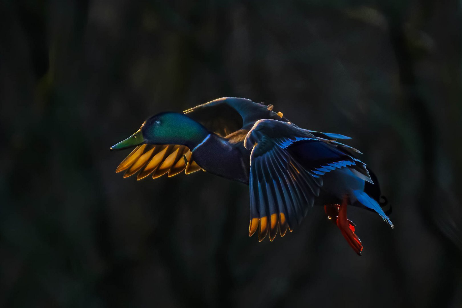 Stockente im Gegenlicht / Backlit mallard