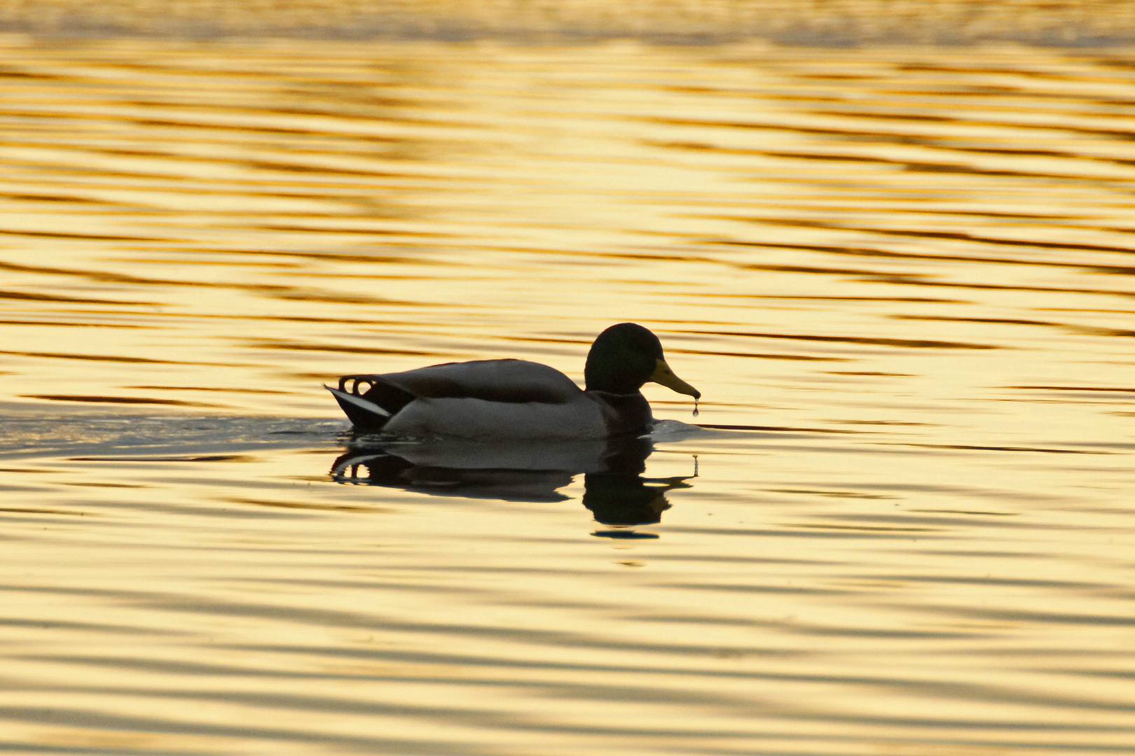 Stockente im Goldenen Abendlicht