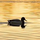 Stockente im Goldenen Abendlicht